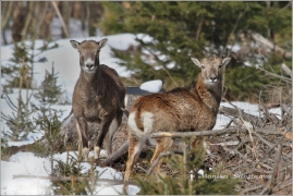<p>MUFLON (Ovis musimon) Šluknovsko - Harta /Mouflon - Mufflon/ </p>